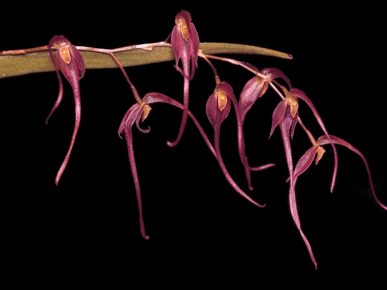 Pleurothallis luctuosa