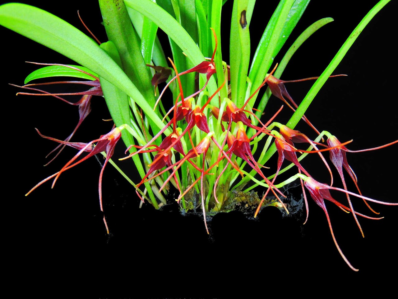 Masdevallia herradurae