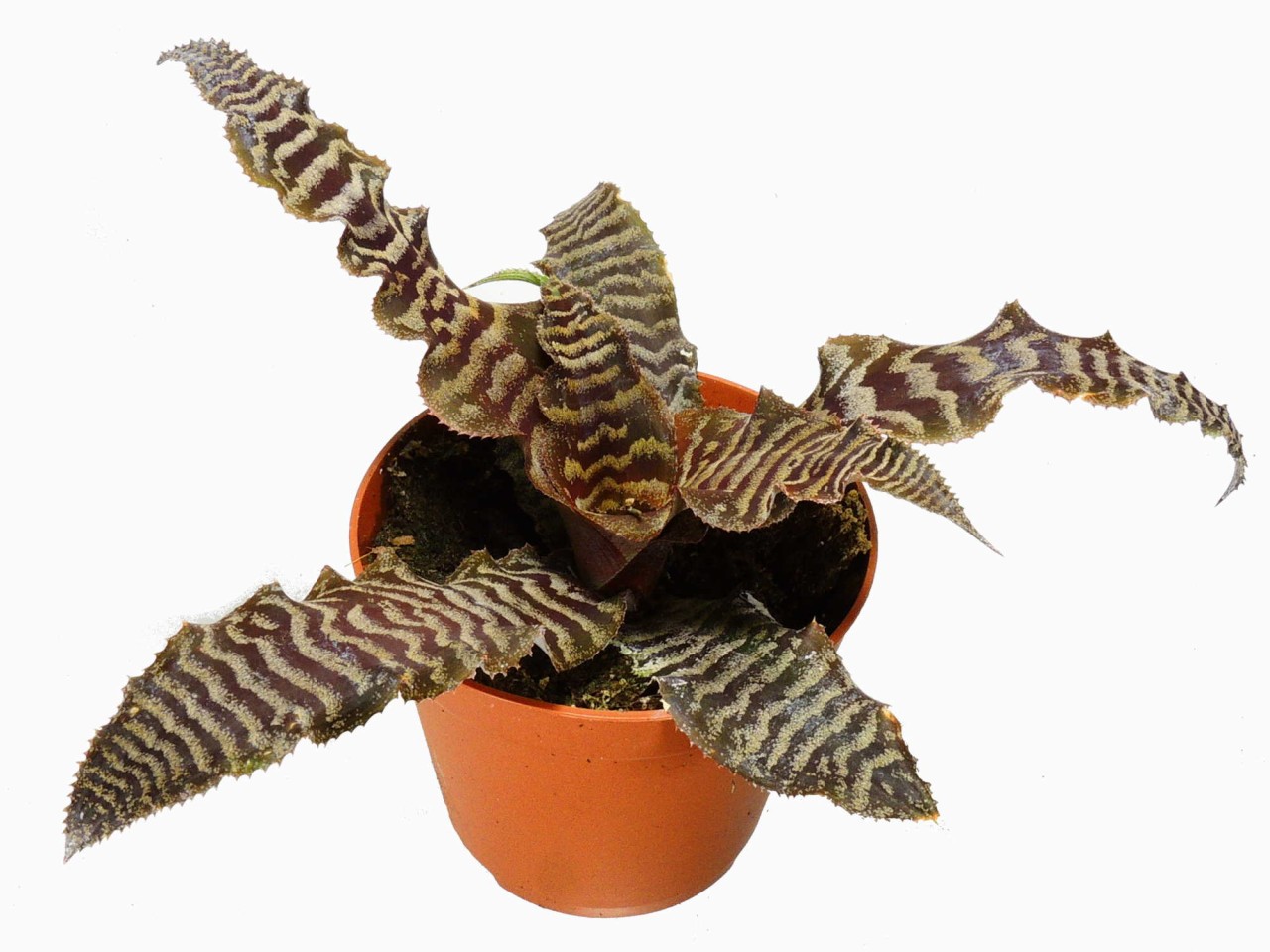 Cryptanthus zonatus