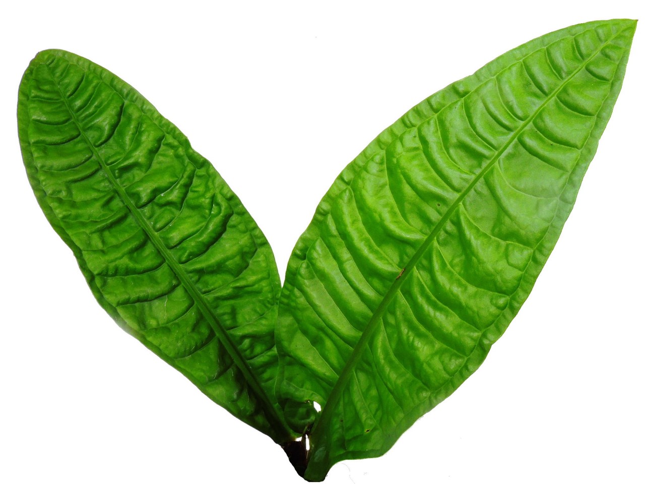 Anthurium reflexinervium