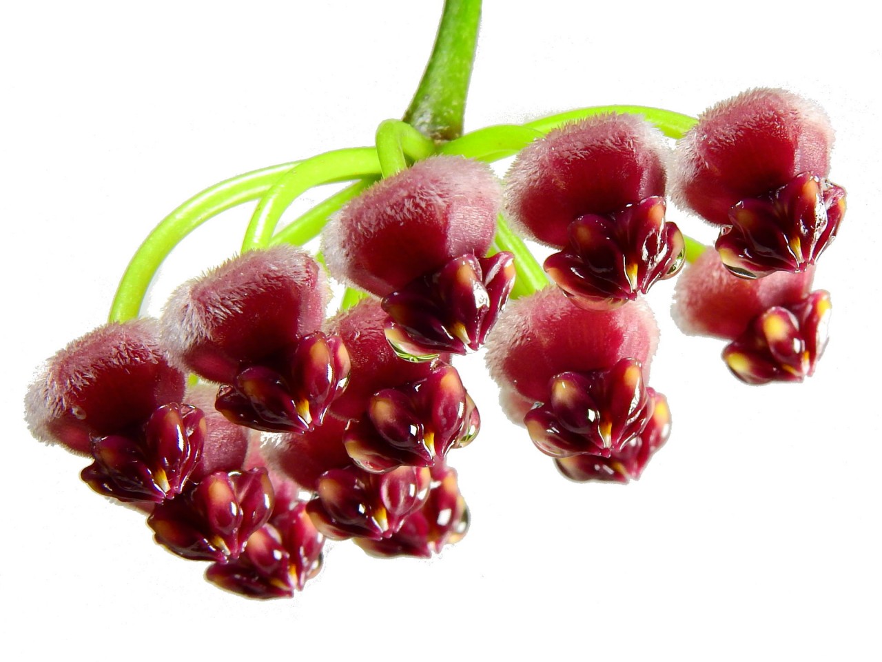 Hoya wayetii