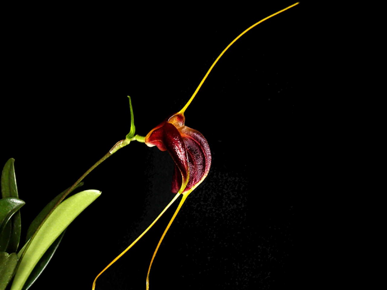 Masdevallia lata