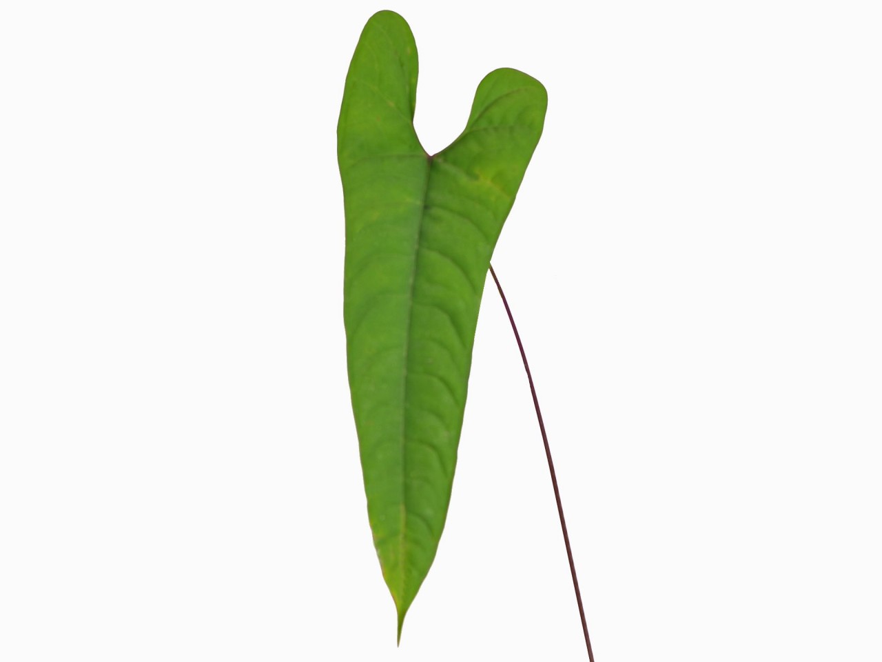 Anthurium flavolineatum