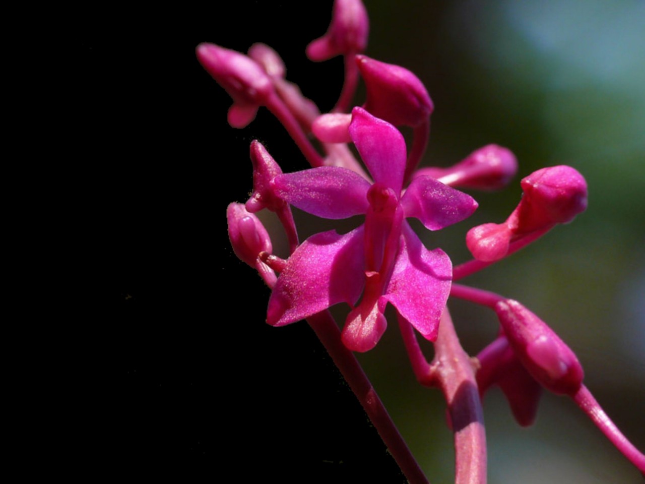 Ascoglossum calopterum