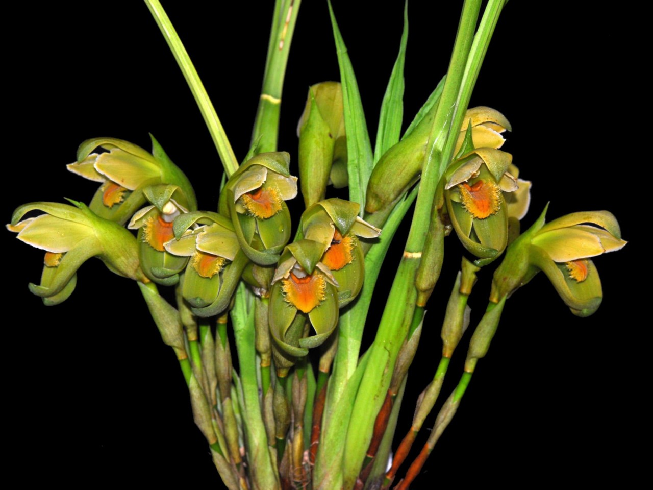 Lycaste locusta