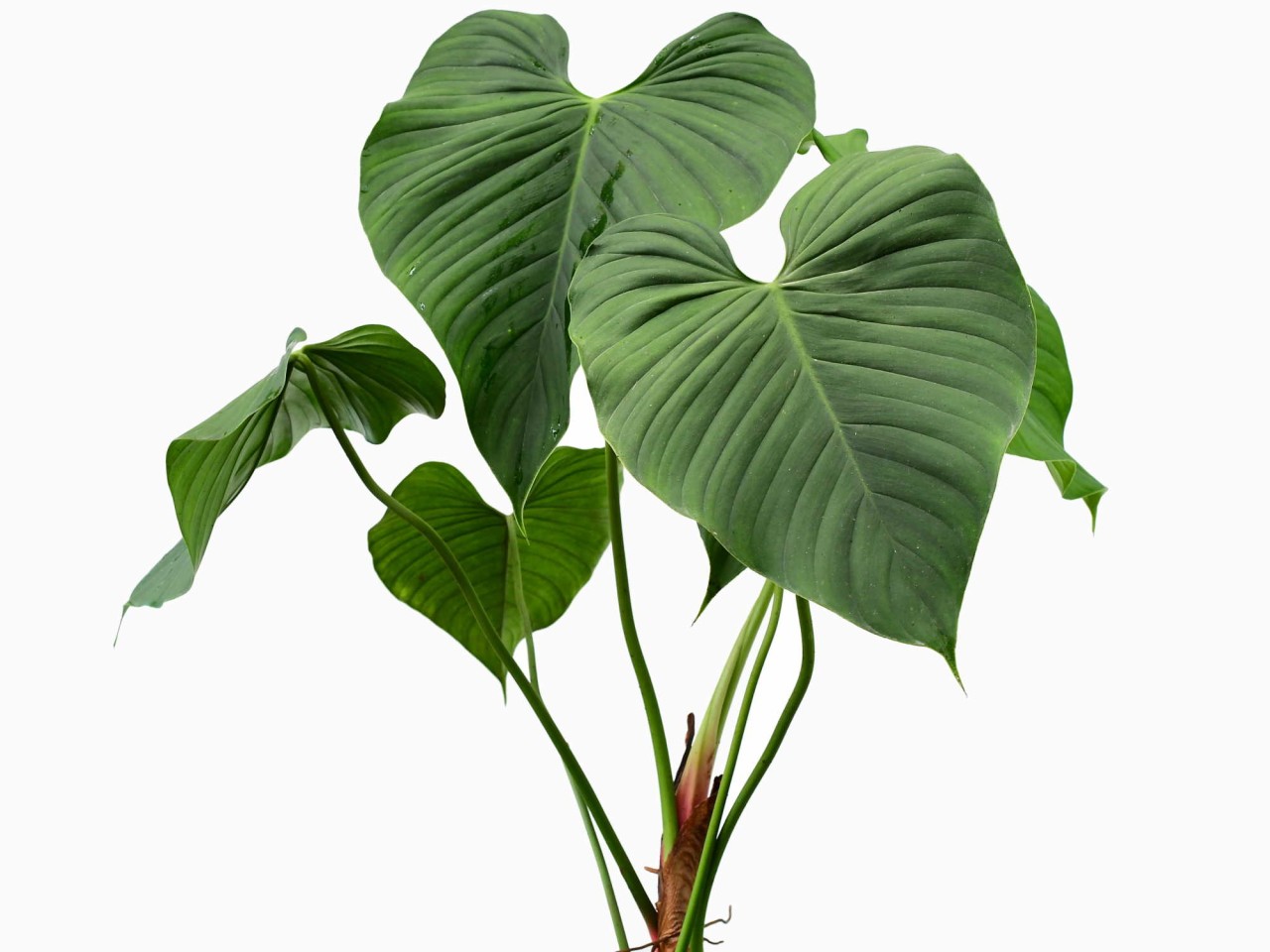 Philodendron montanum