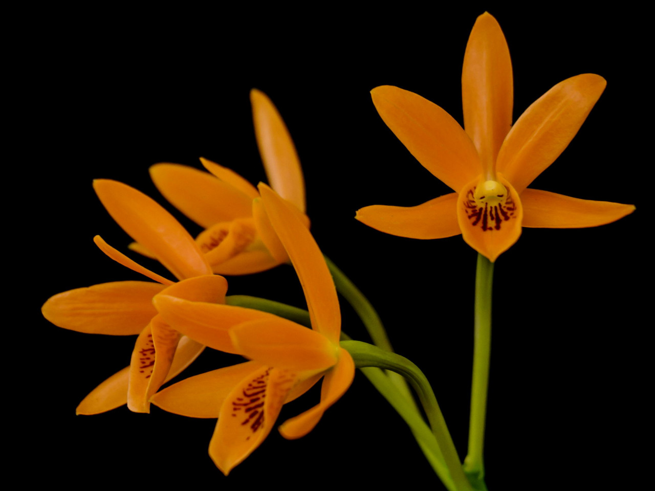 Cattleya aurantiaca