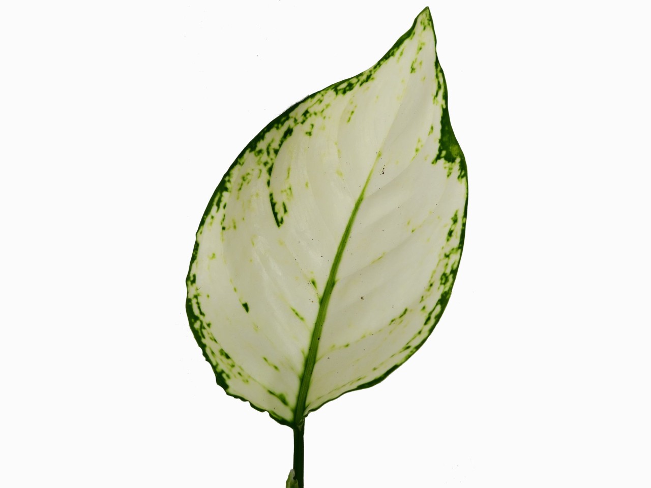 Aglaonema commutatum 'White Joy'