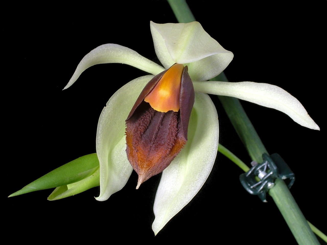 Coelogyne usitana OP