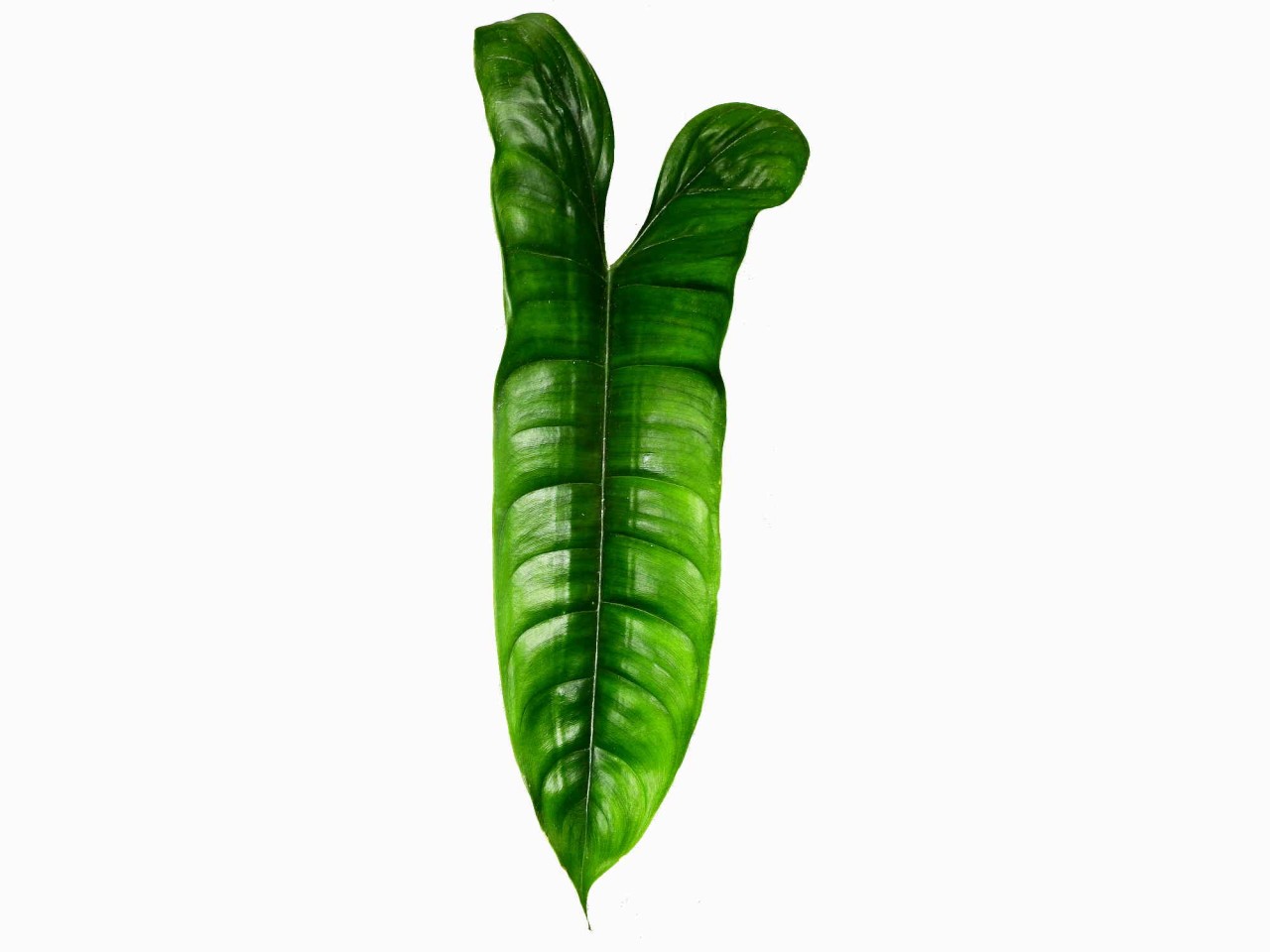 Philodendron felix hort.