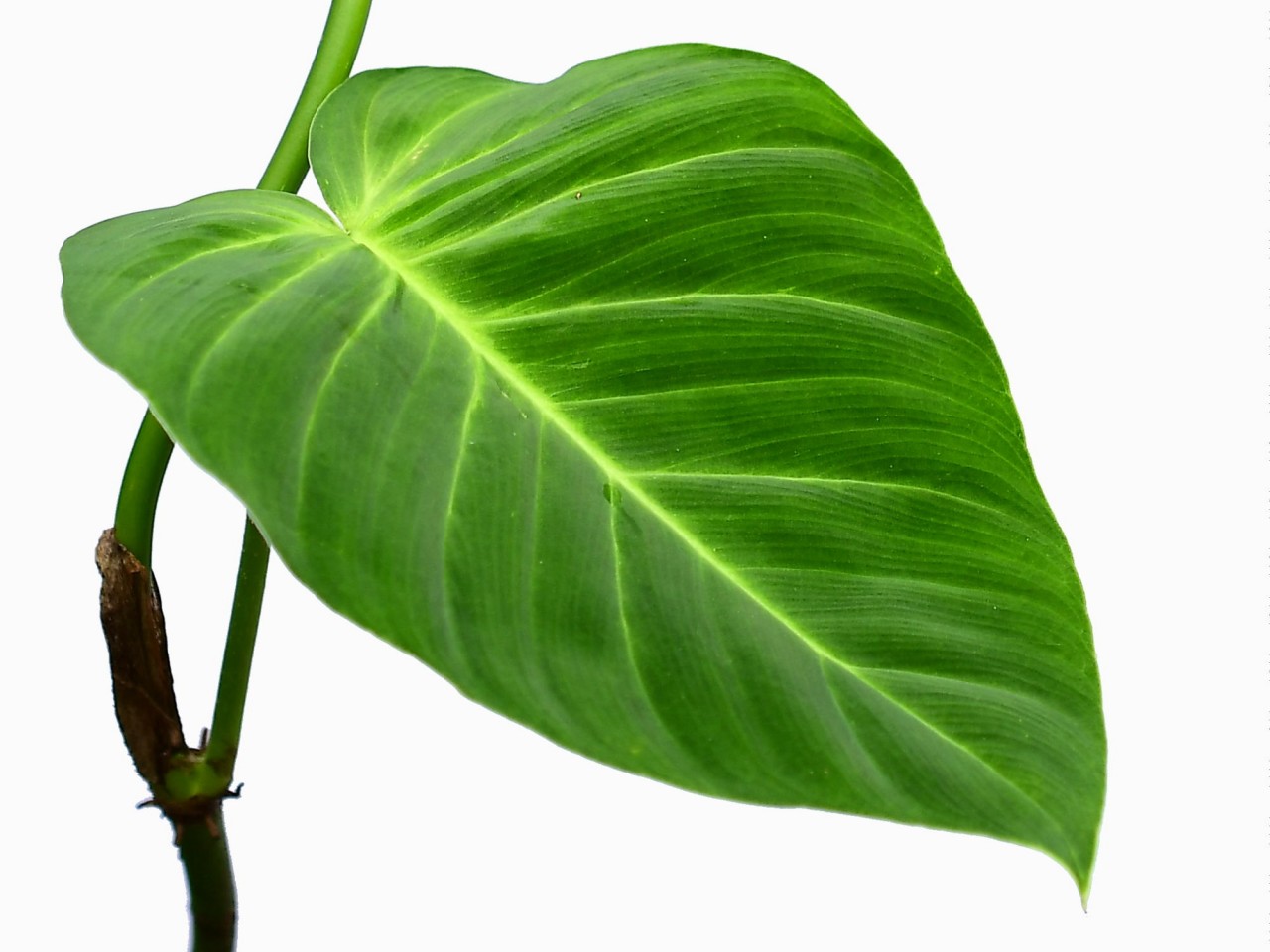 Philodendron nanegalense cf.