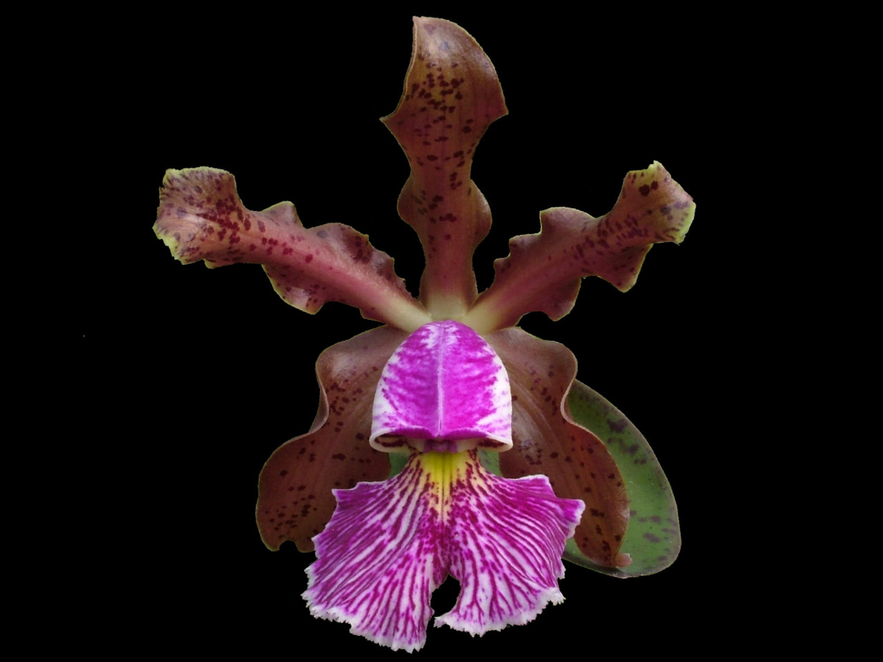 Cattleya schilleriana OP