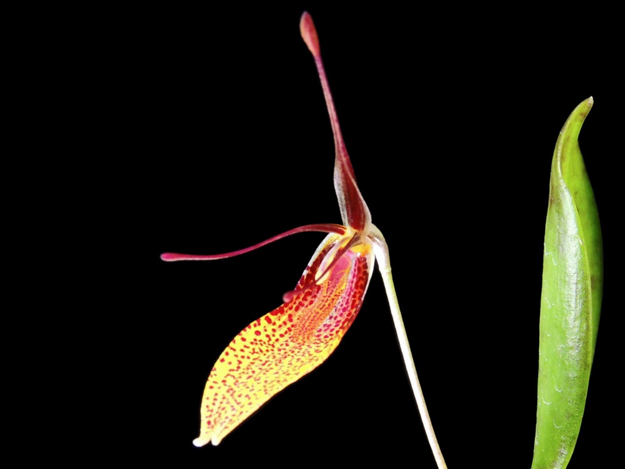 Restrepia guttulata