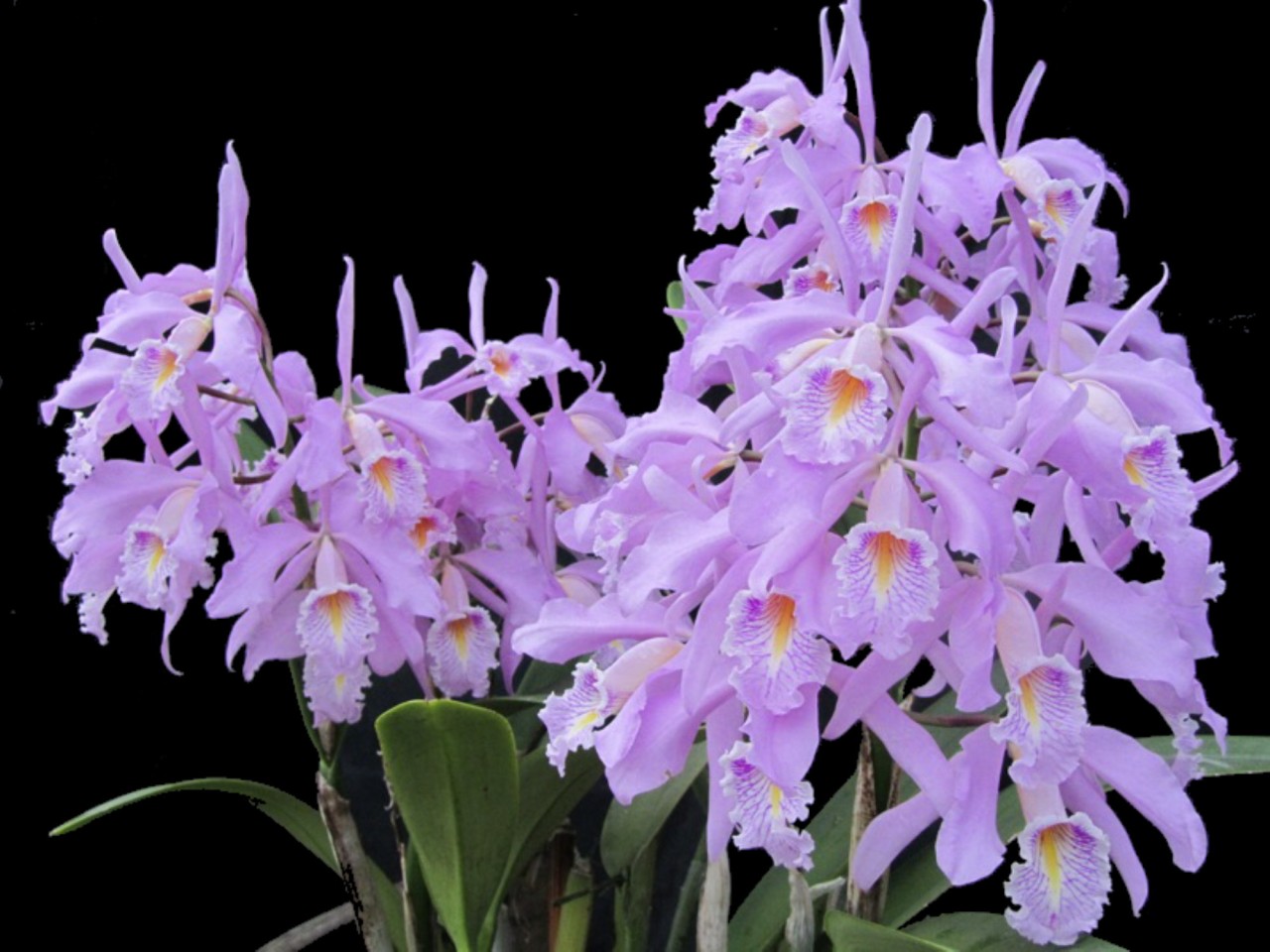 Cattleya maxima 'Tall - Lowland Typ'