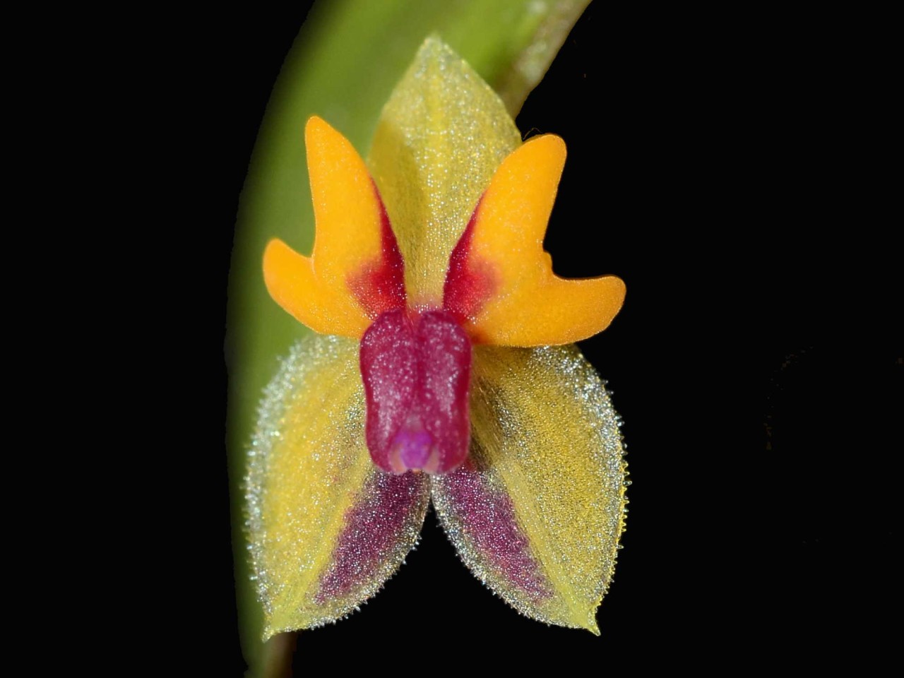 Lepanthes uxoria