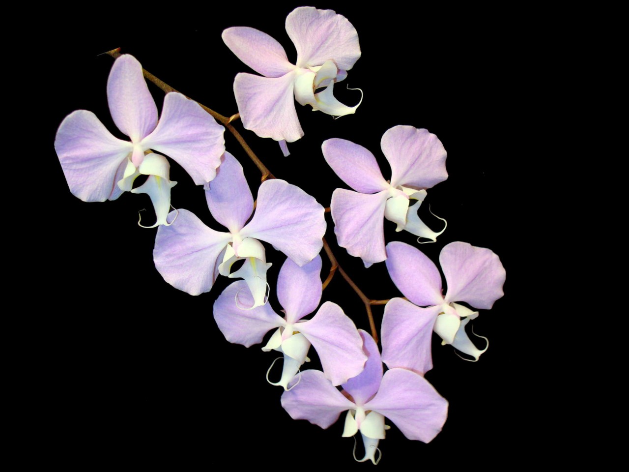 Phalaenopsis sanderiana OP