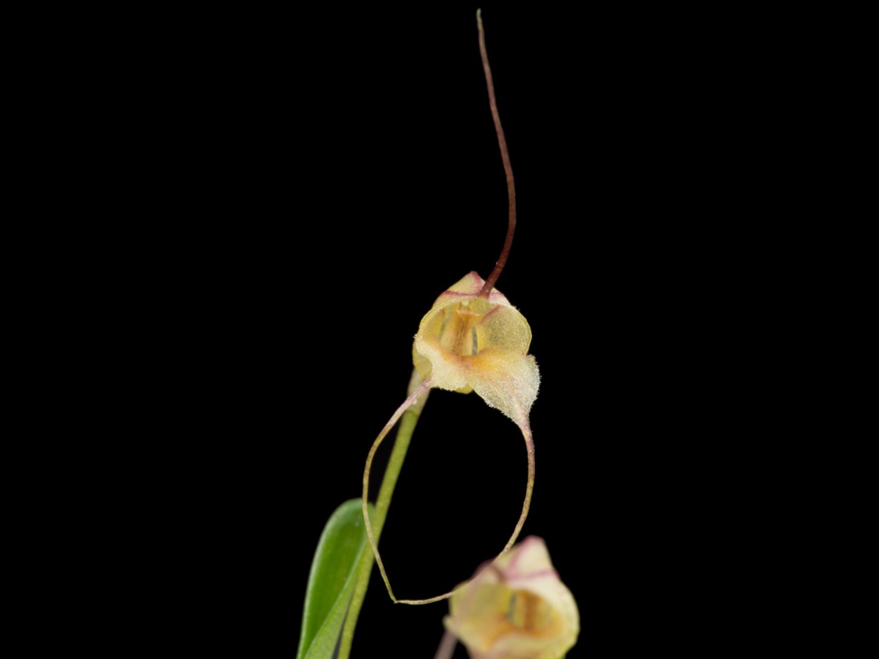 Masdevallia nidifica