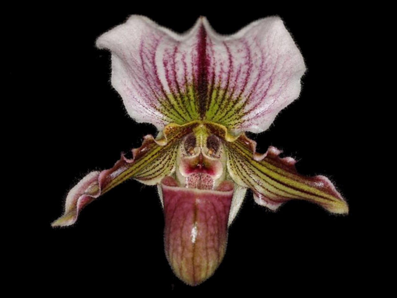 Paph. Niobe OP