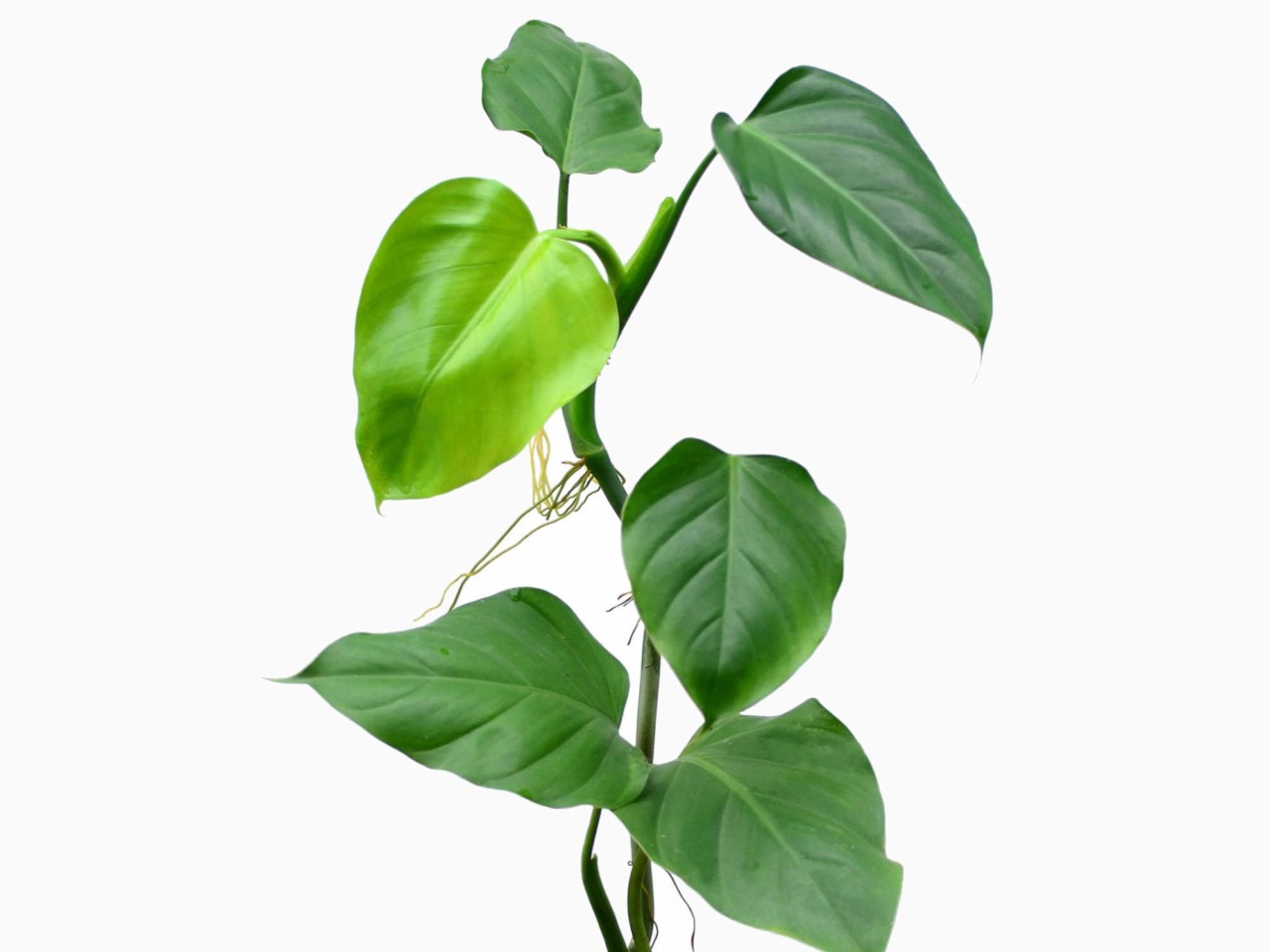 Philodendron undulatum 'No. 1'