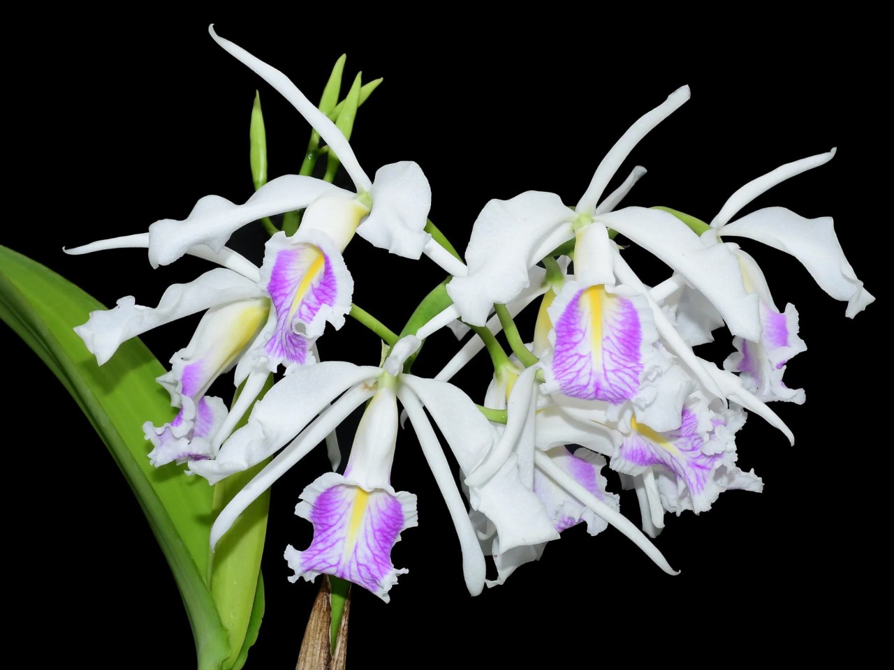 Cattleya maxima var. semi-alba ('Felipe' X 'Pink Lip')