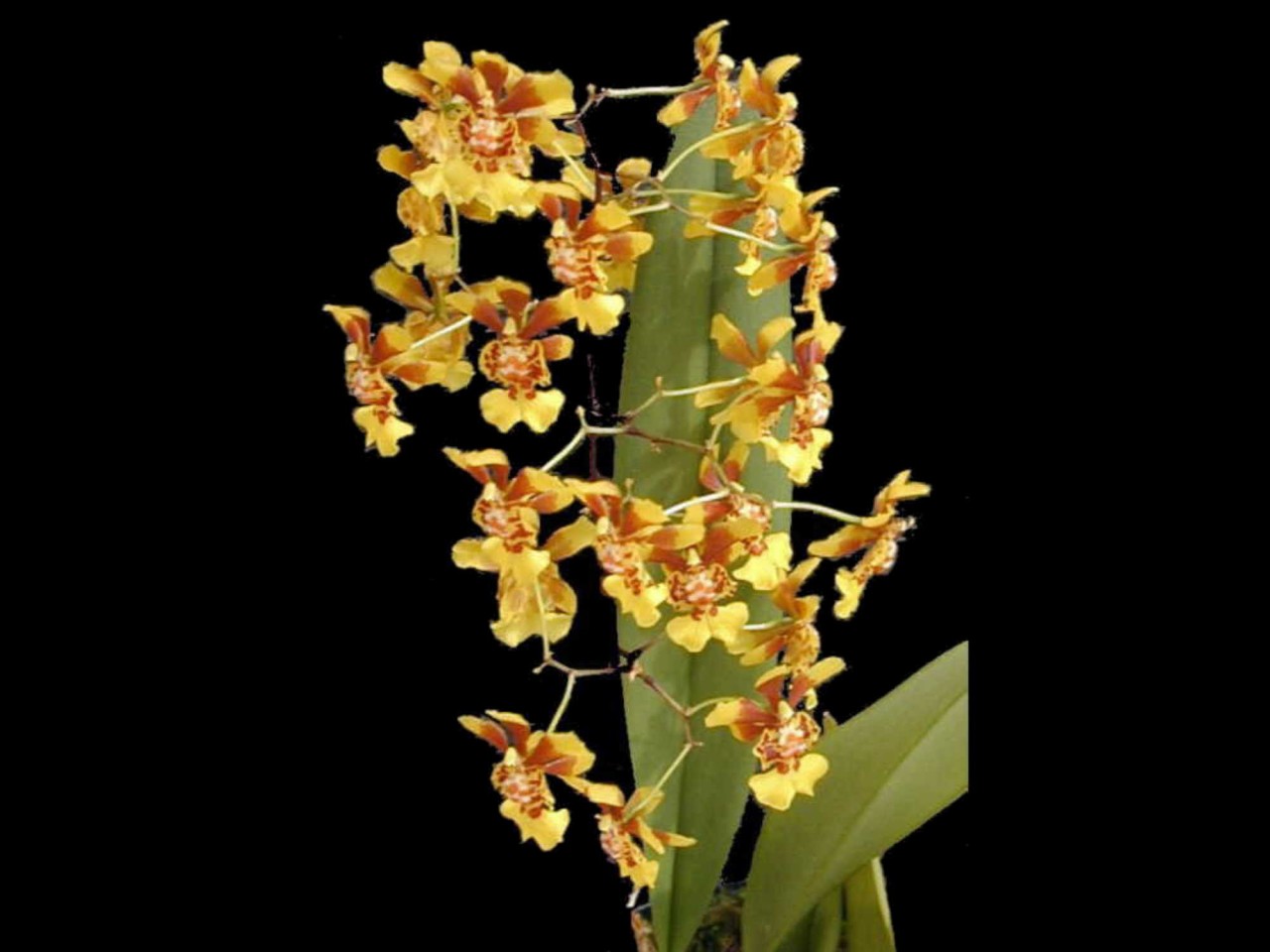 Oncidium divaricatum OP