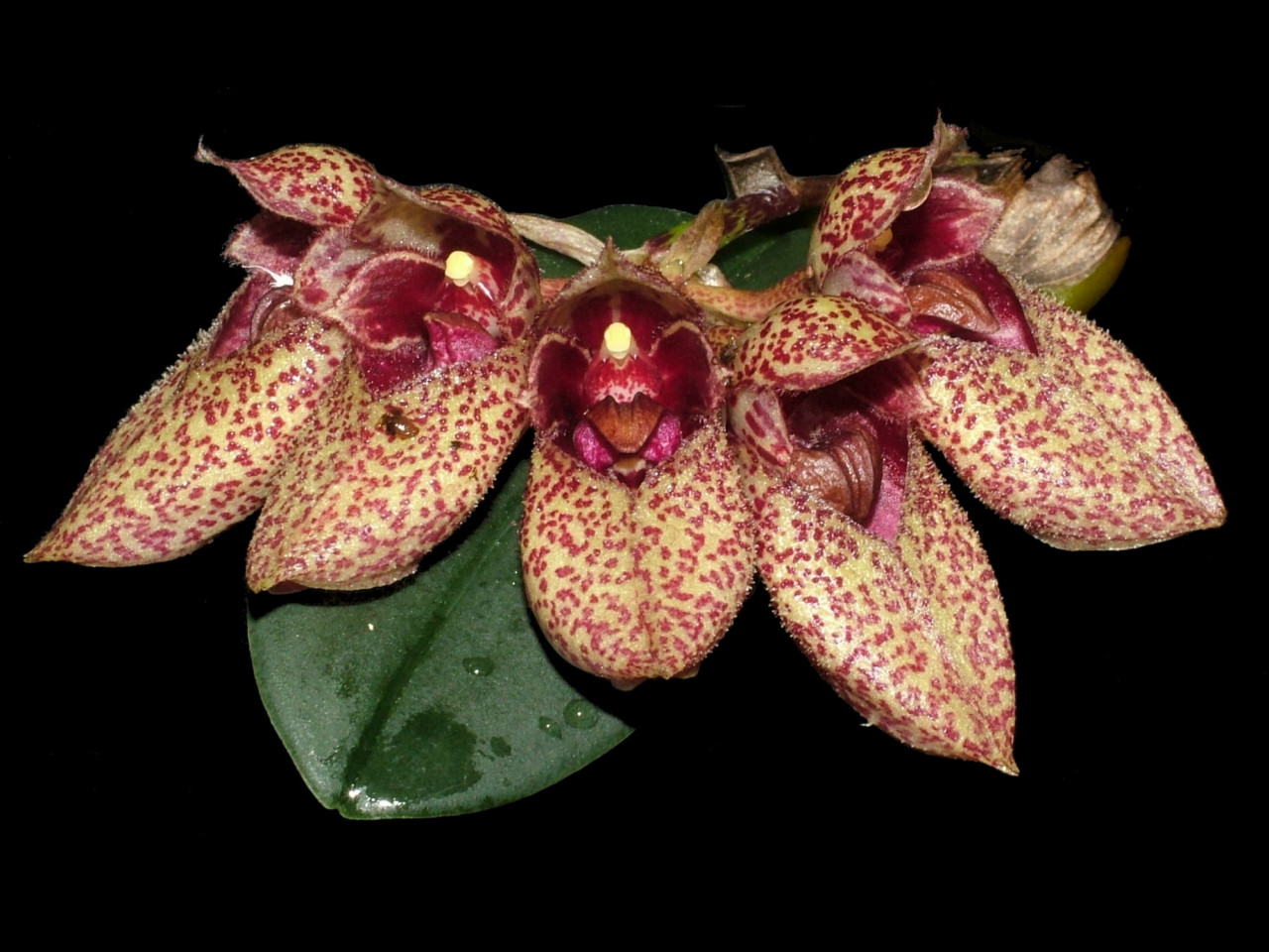 Bulbophyllum frostii