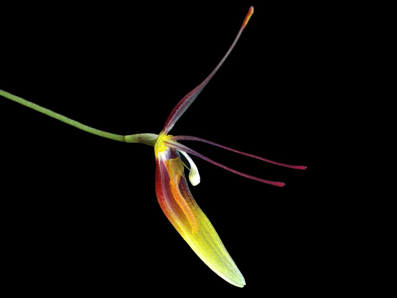 Restrepia trichoglossa 'Xanthina'