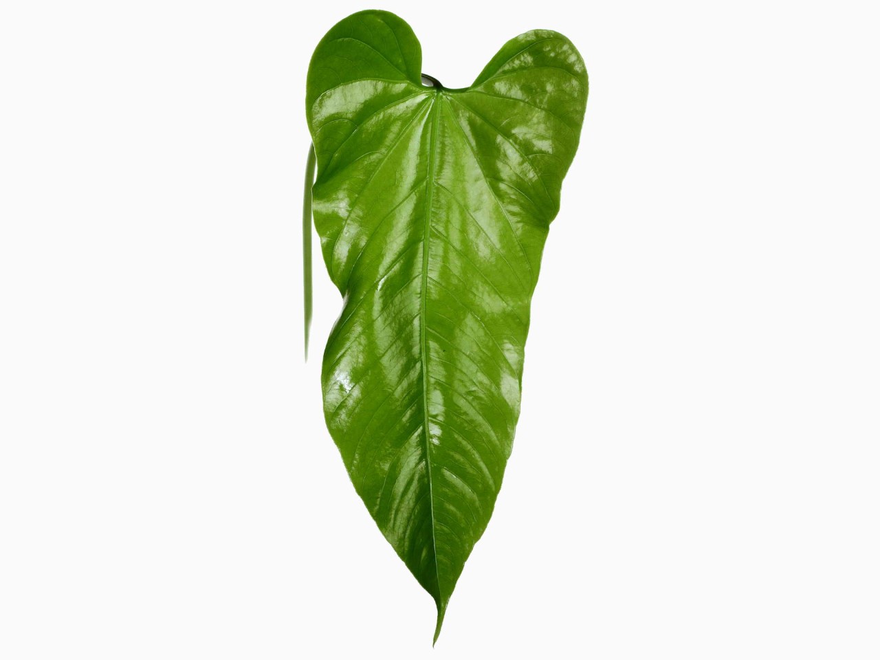 Anthurium breviscapum (seedling)