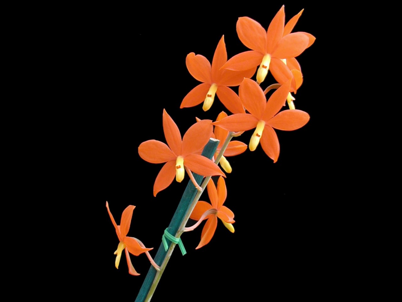 Epidendrum vitellinum OP