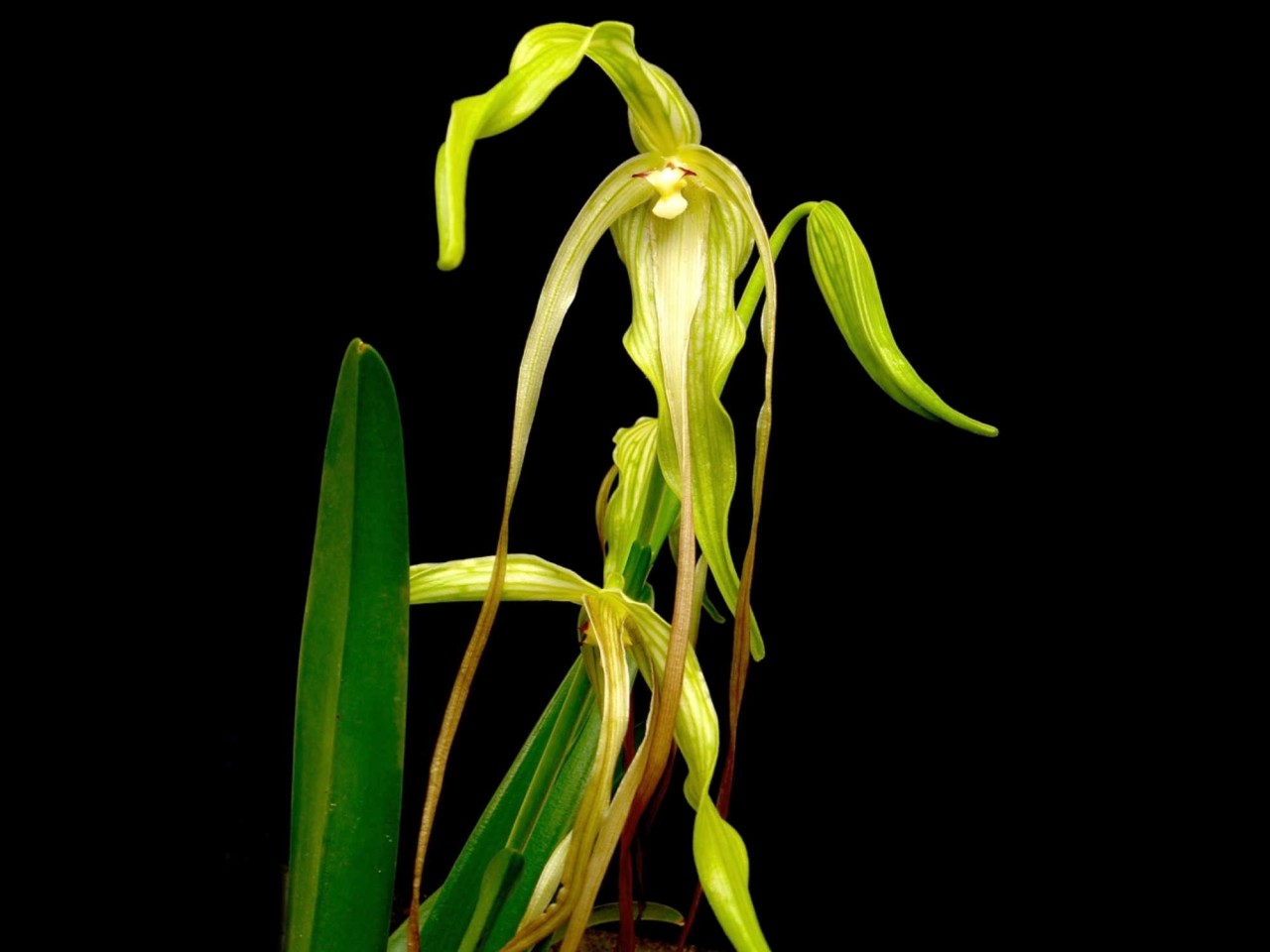 Phragmipedium lindenii