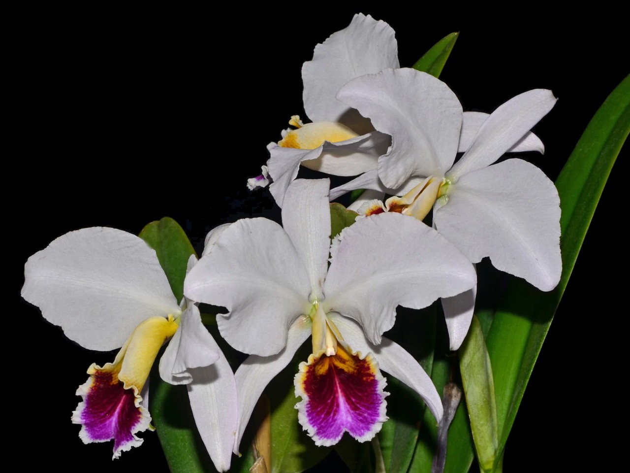 Cattleya percivaliana var. semi-alba