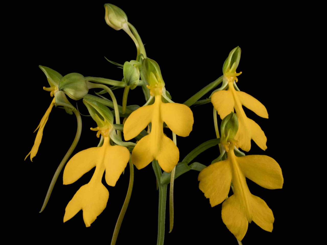 Habenaria rhodocheila 'Yellow Sunset'