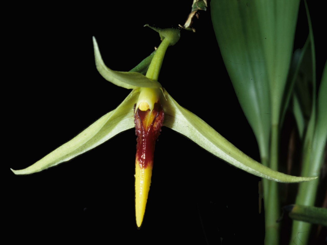 Bulbophyllum longiscapum