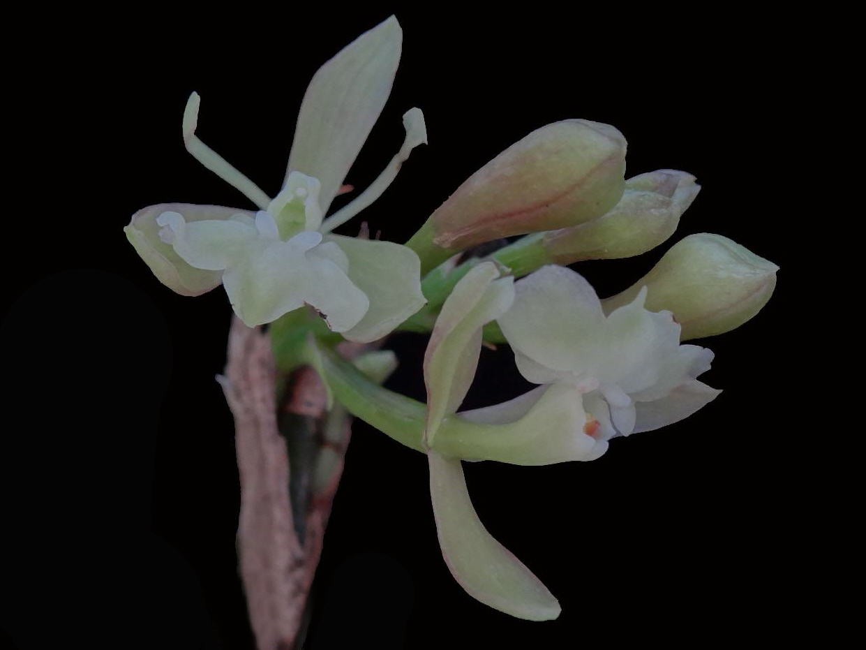 Epidendrum henschenii