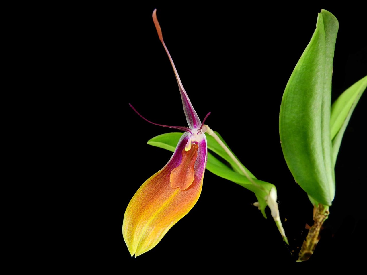 Restrepia persicina