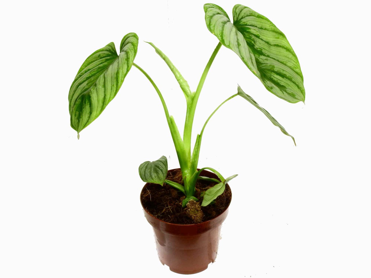 Philodendron mamei 12cm pot