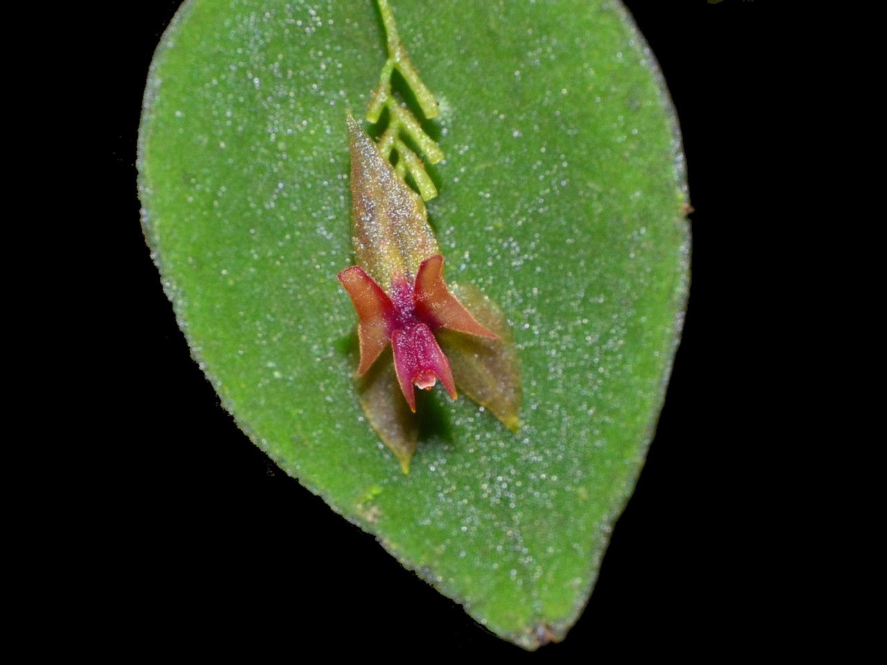 Lepanthes rudicola