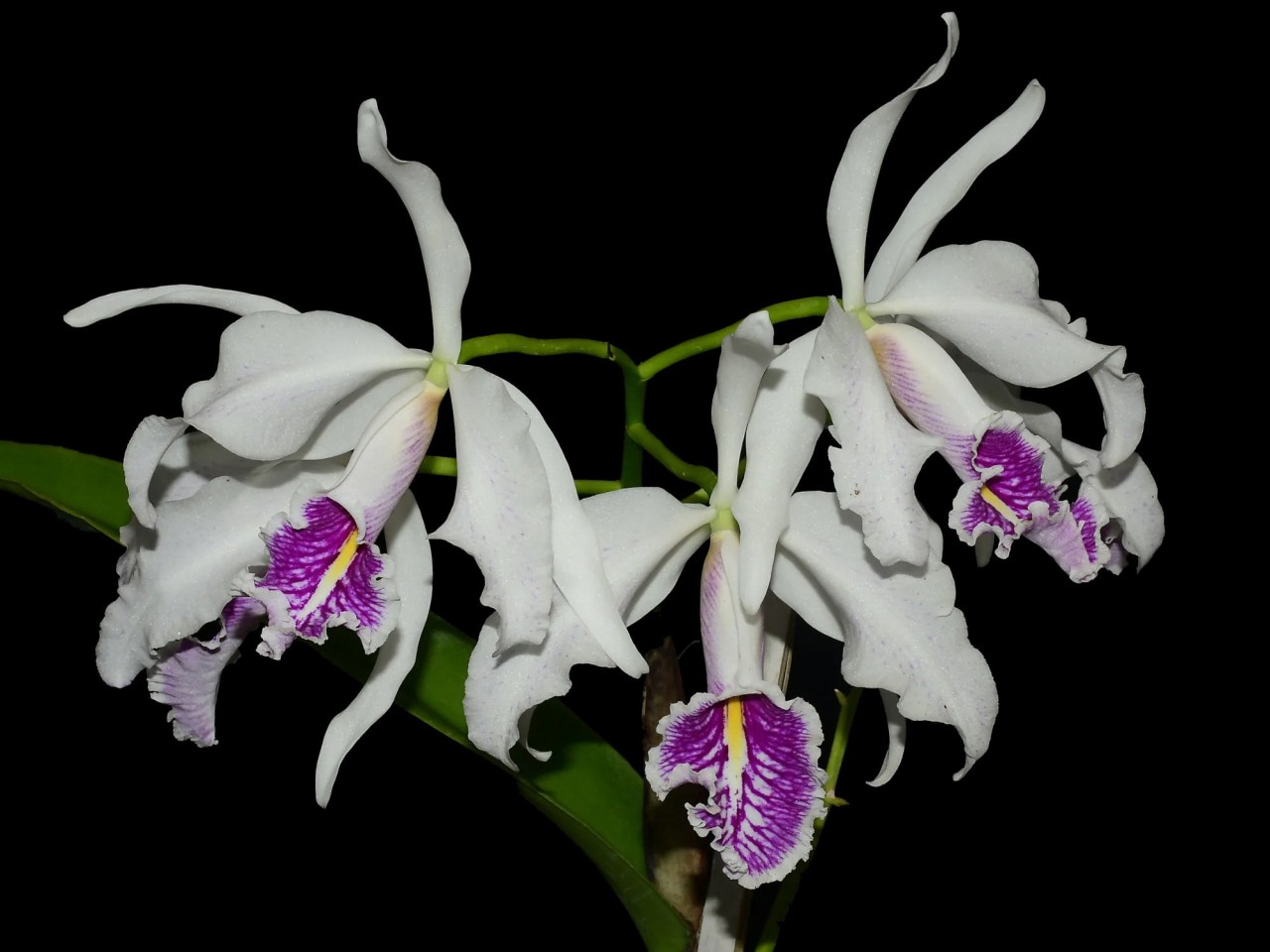 Cattleya maxima var. semi-alba ('Angel' X 'Rolando')