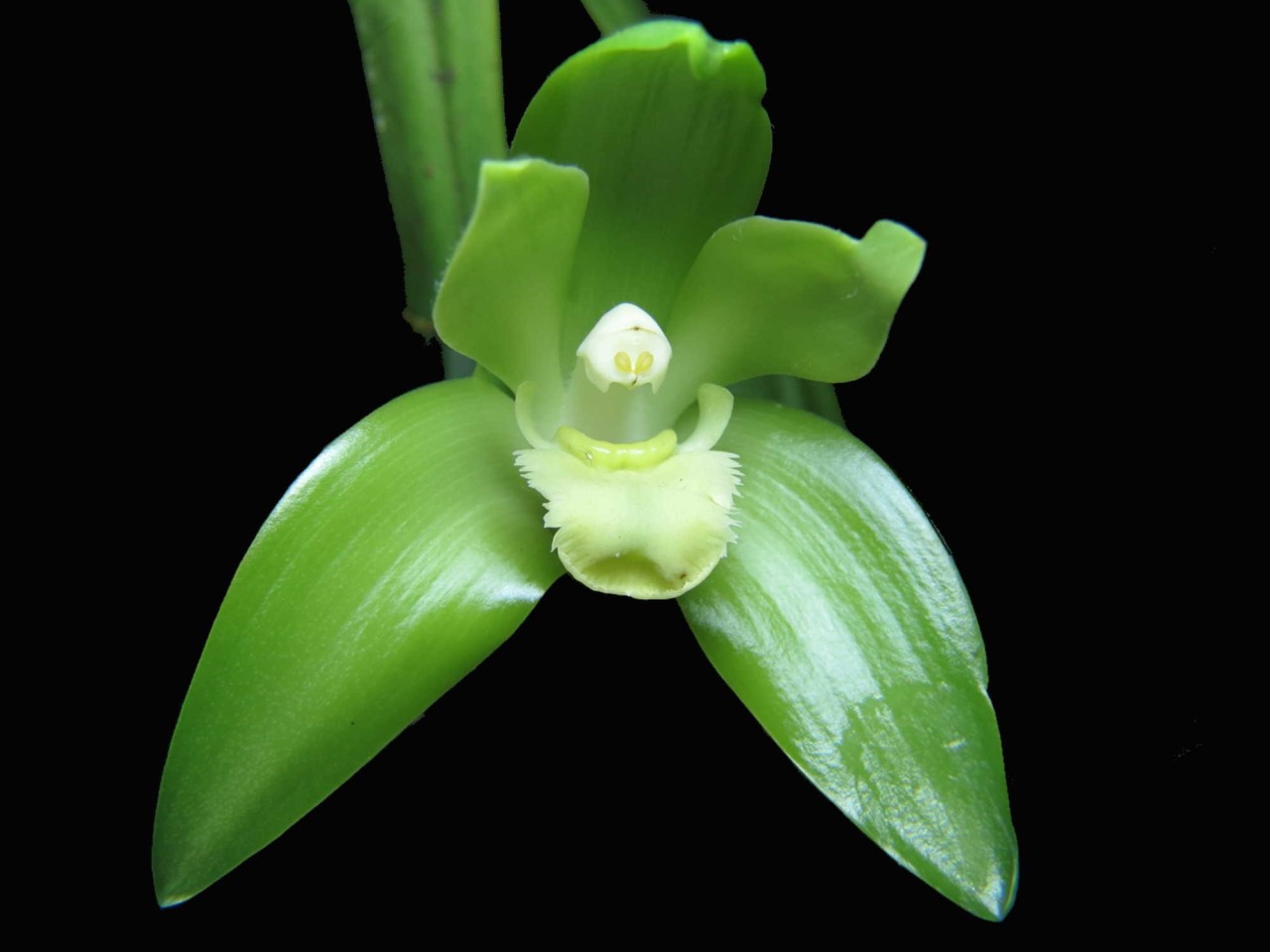 Lycaste fimbriata