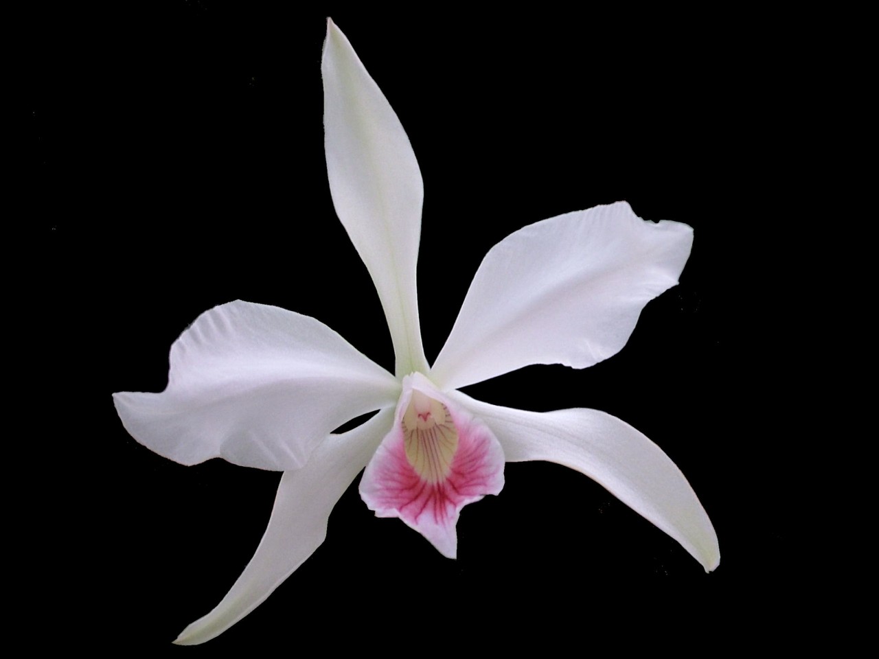 Laelia purpurata 'russeliana x concolor'