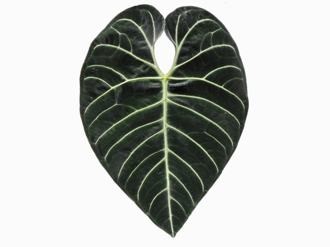 Anthurium regale M