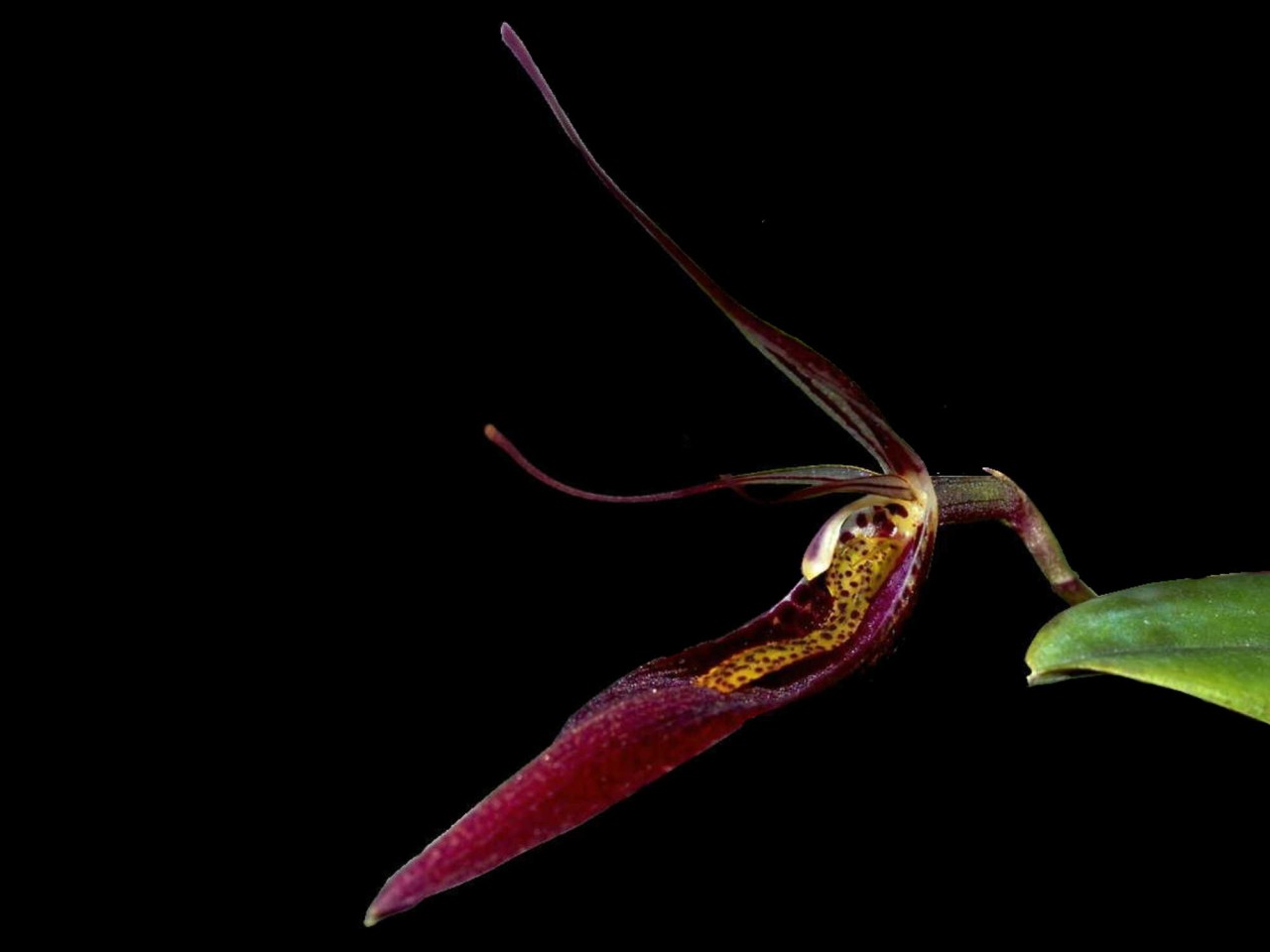 Restrepia contorta '#2'