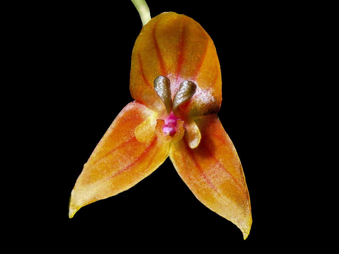 Lepanthes niesseniae 'Ecuagenera'