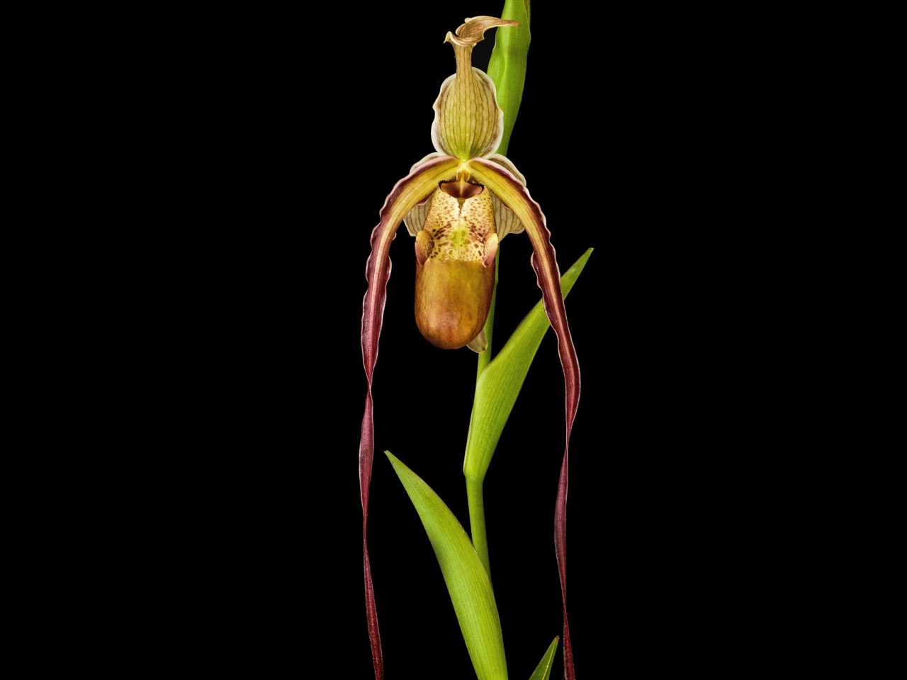 Phragmipedium Grande