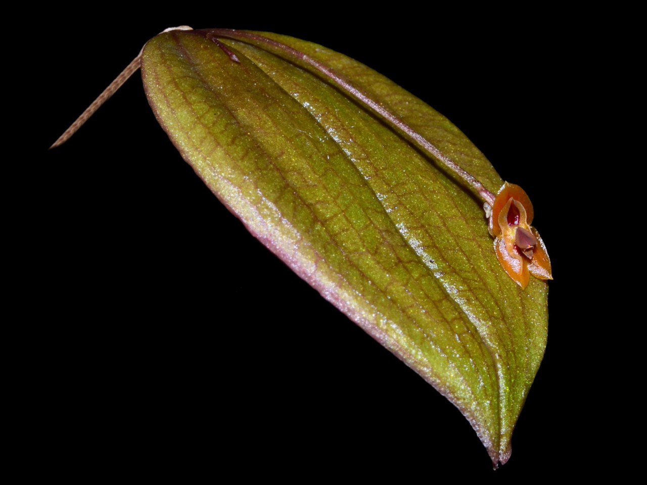 Lepanthes thalia