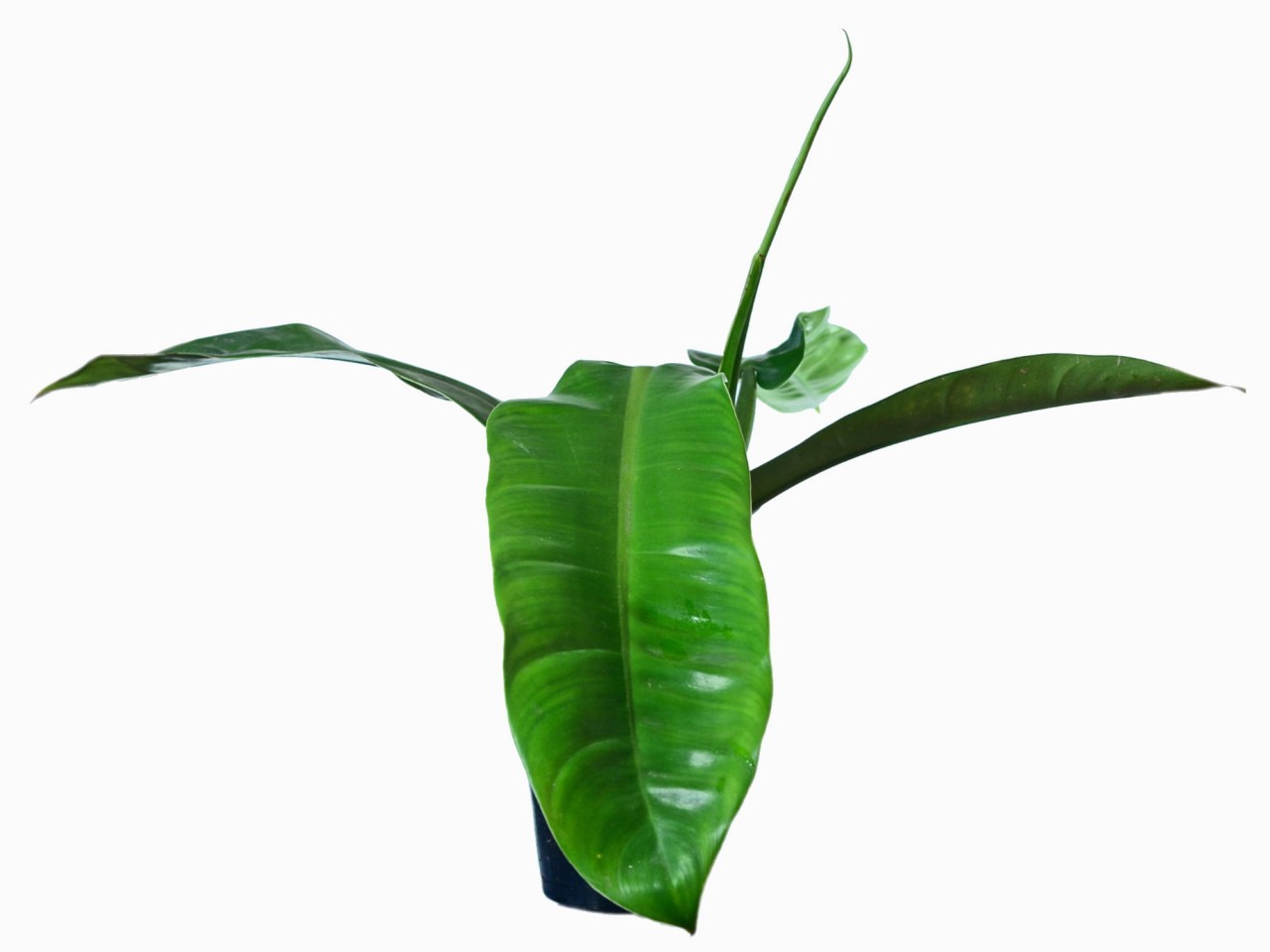 Philodendron longilaminatum cf.