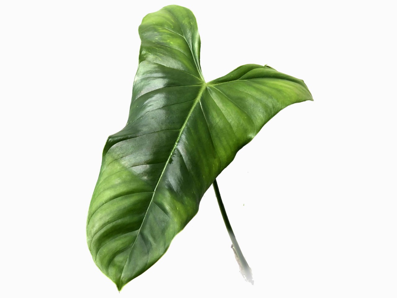 Philodendron oxapampense aff. #1