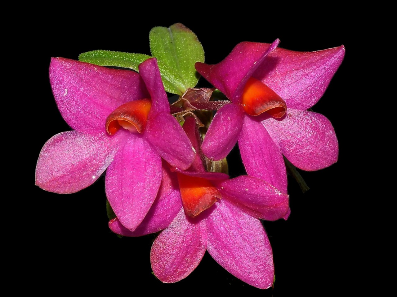 Den. Mtn's Butterfly Kisses 'Pink'