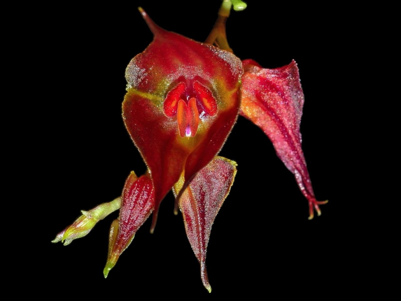 Lepanthes hirtzii