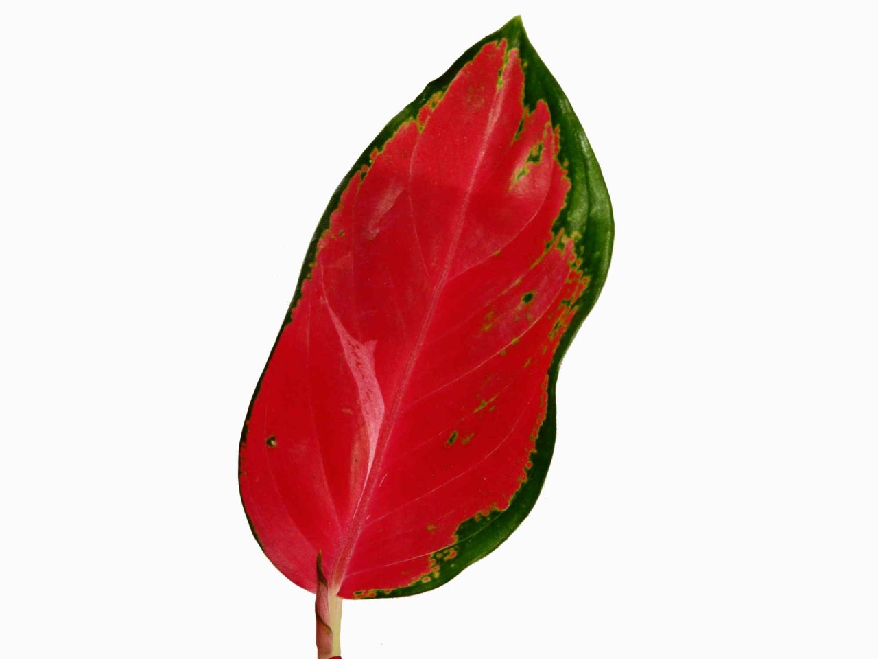 Aglaonema Deep Red